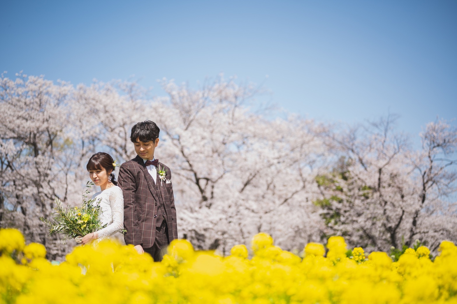 菜の花や桜とのお写真