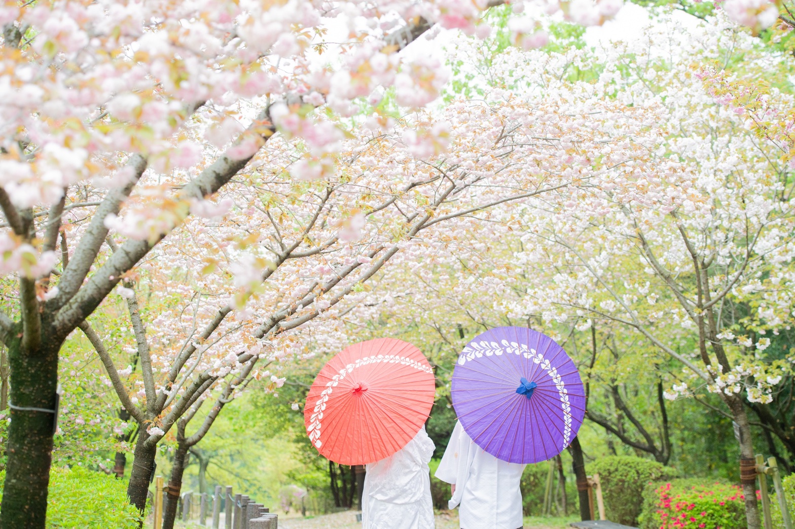 桜時期！